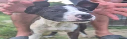 Meticcio cani in regalo: BART 💙 UN PO’ TIMIDO, TANTO DOLCE 🥰 a Provincia di Novara - Annuncio 6