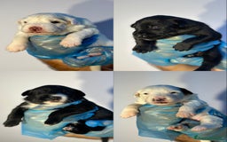 Altre razze cani in regalo: 🆘 CUCCIOLI CERCANO CASA  - Immagine 1