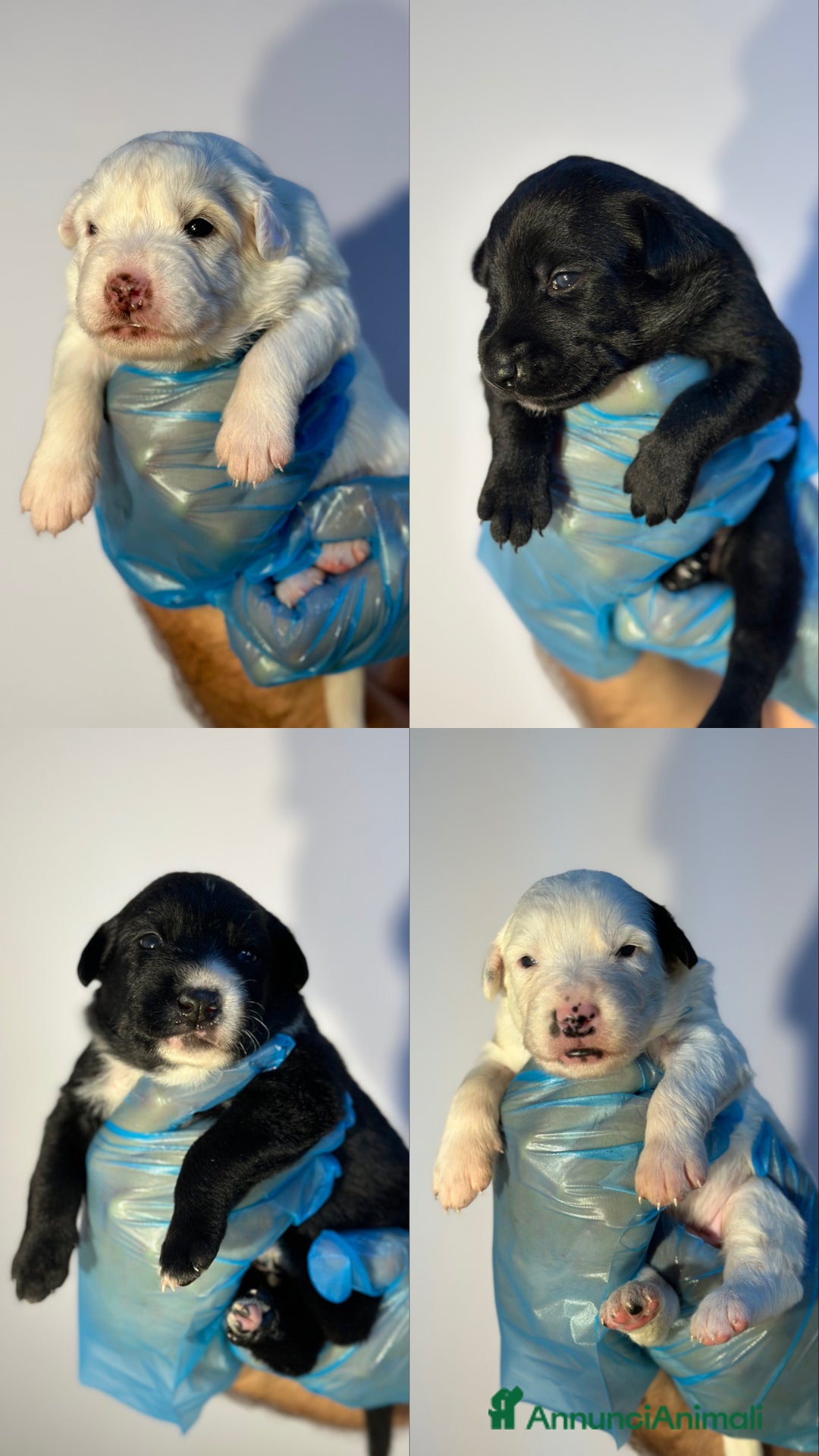 Altre razze cani in regalo: 🆘 CUCCIOLI CERCANO CASA  - Immagine 1
