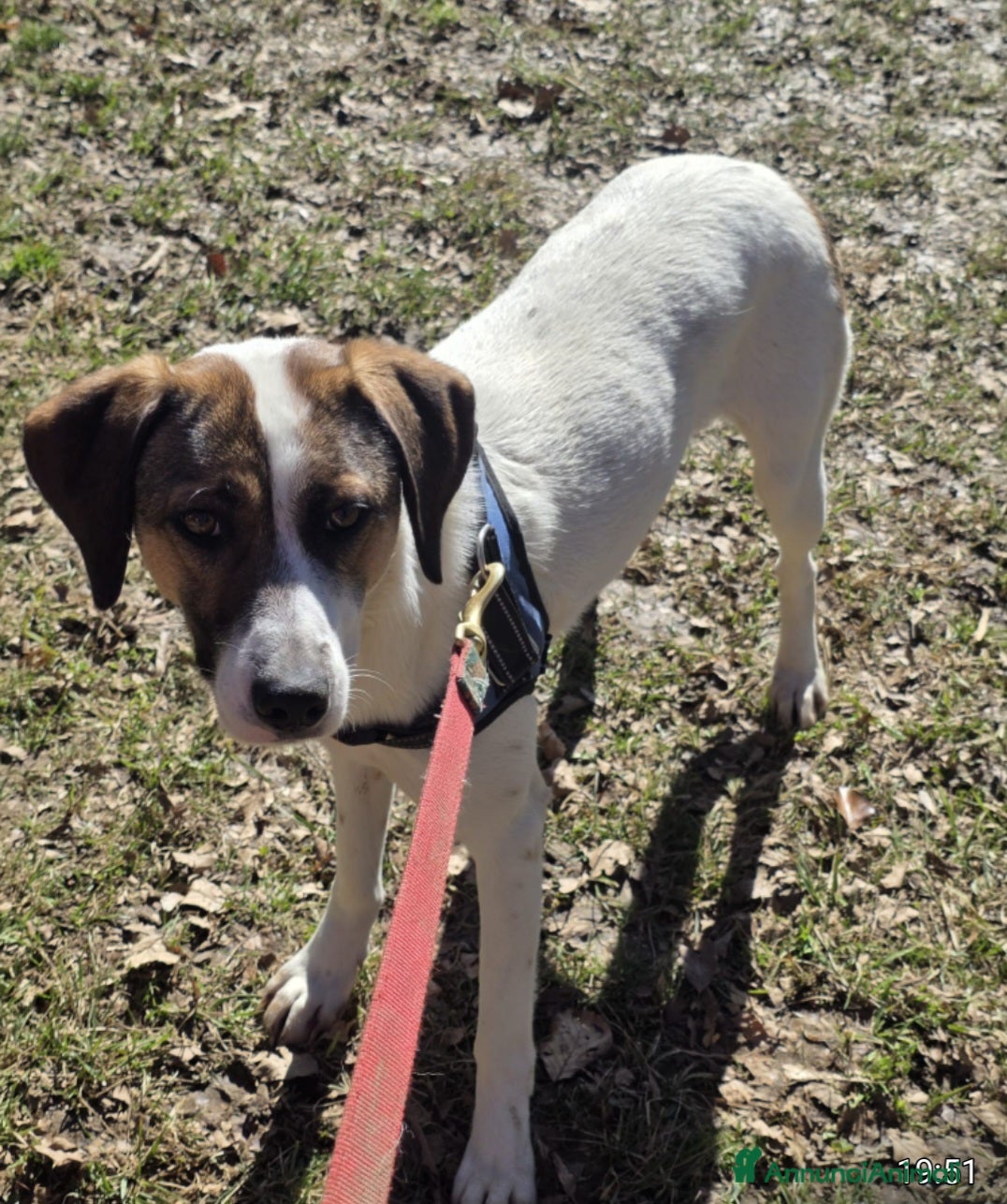 Meticcio cani Macky femmina 15mesi tg media BERGAMO - Annuncio 35