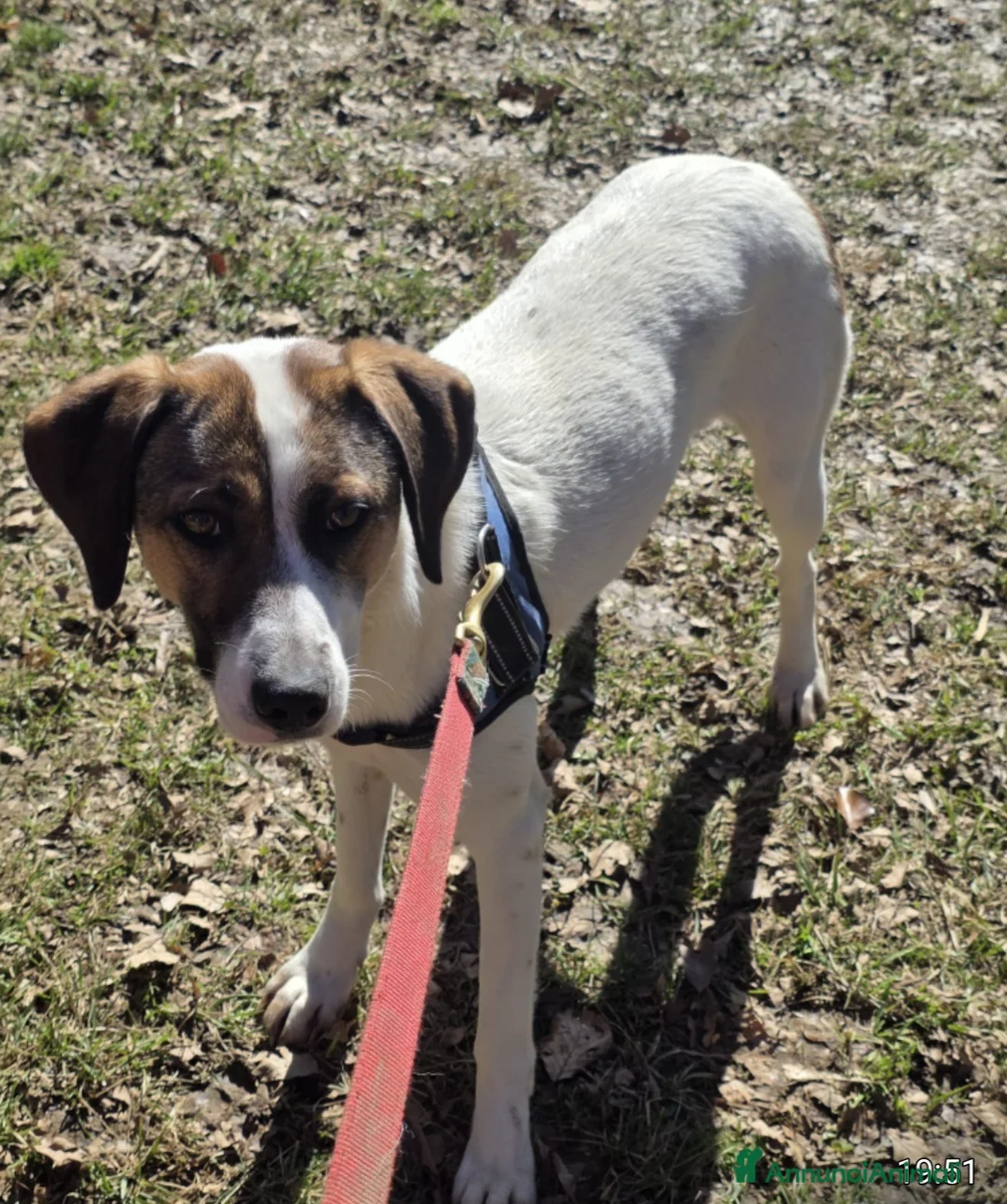 Meticcio cani in regalo: Macky femmina 15mesi tg media BERGAMO - Annuncio 1