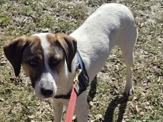 Meticcio cani Macky femmina 15mesi tg media BERGAMO - Annuncio 35