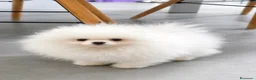 Spitz cani in vendita: Spitz Pomerania Toy nano - Annuncio 3