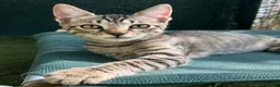 Europeo gatti in regalo: Gattino tigrato 3 mesi a Città Metropolitana di Firenze - Annuncio 4