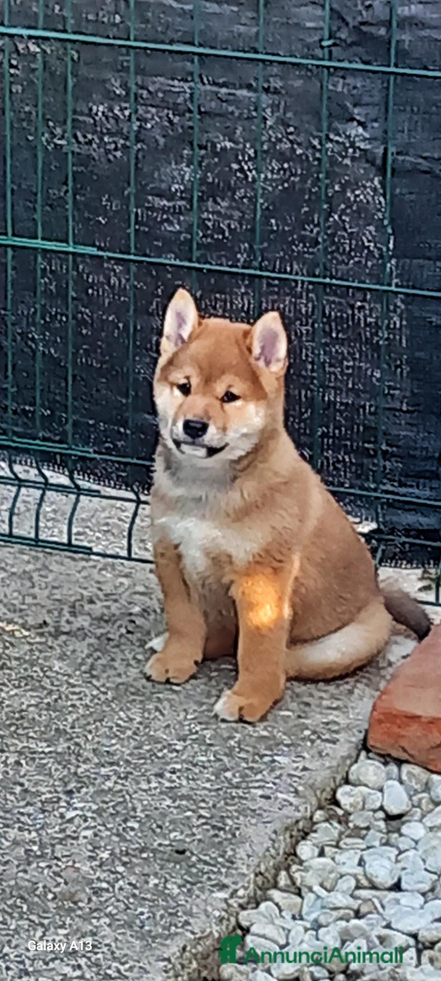 Shiba Inu cani Shiba inu pedigree Enci  - Annuncio 7