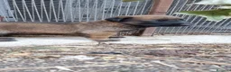Pastore Belga cani in vendita: Cucciolata Pastore Belga Malinois Italia  - Annuncio 3