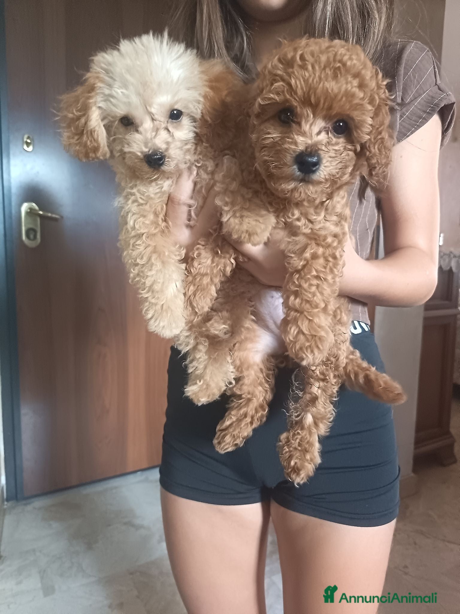 Barboncino cani Barboncino mini - Annuncio 16
