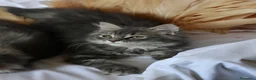 Siberiano gatti in vendita: Cuccioli di Siberiano pedigree Anfi  - Annuncio 6