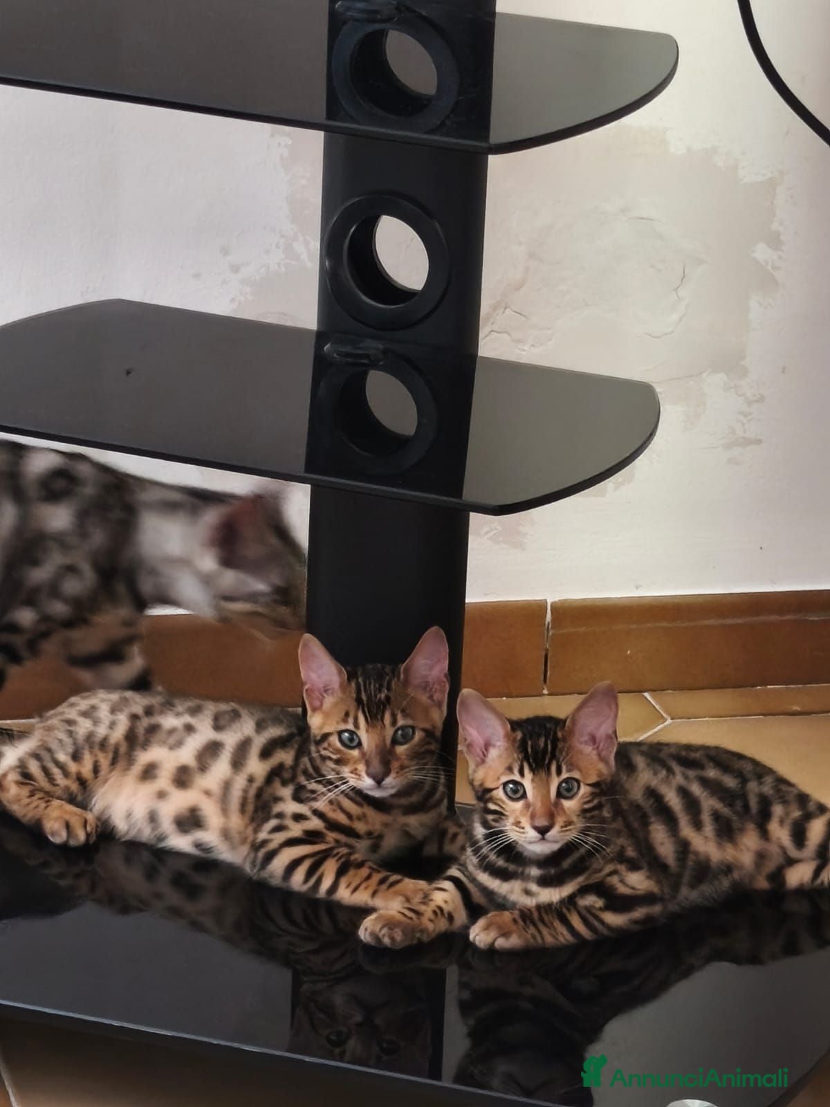 Bengala gatti Bengala  - Annuncio 2