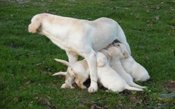 Labrador cani in vendita: Cuccioli Labrador disponibili a Modena | Cucciolo - Immagine 9