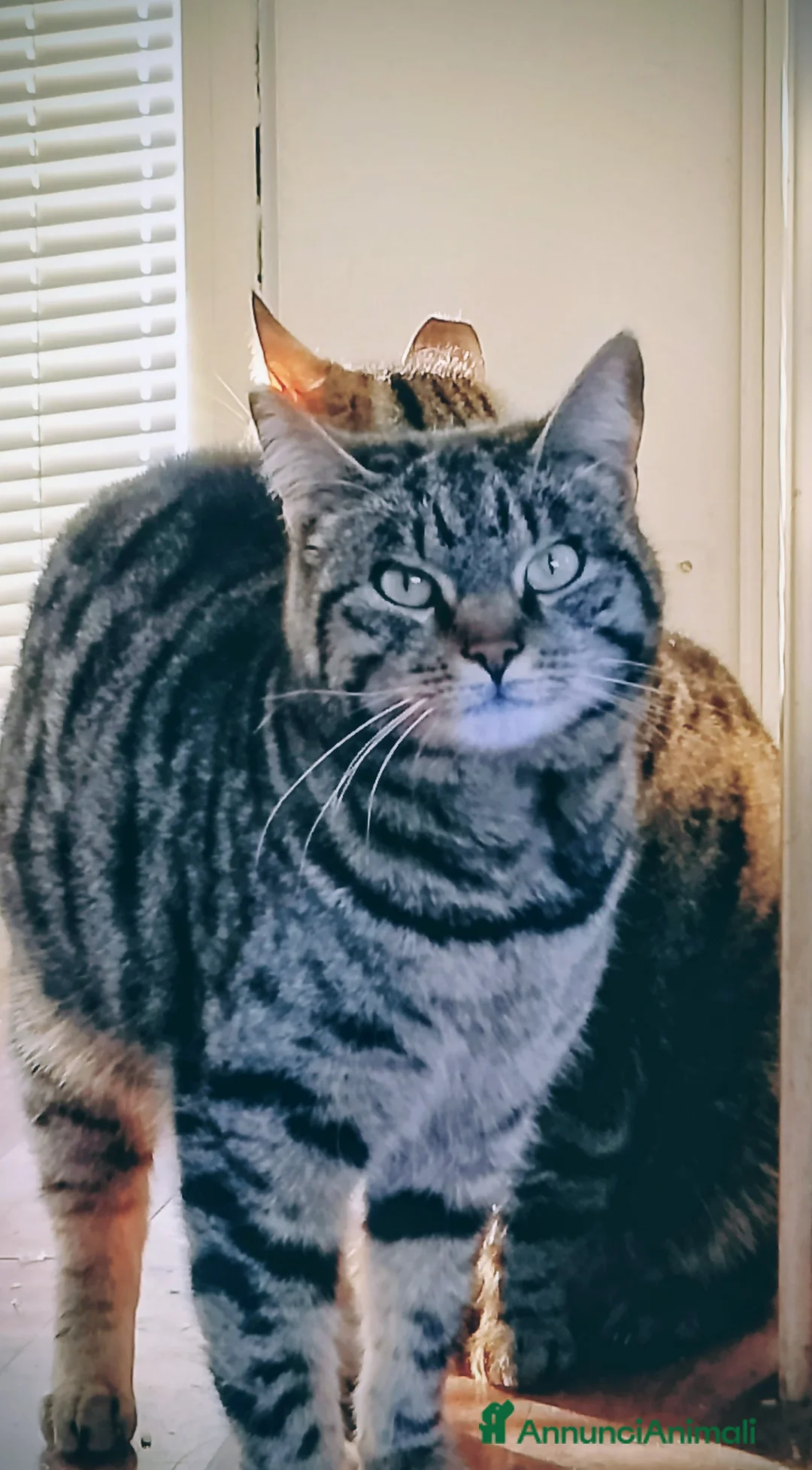 Meticcio gatti in regalo: Regalo due bellissime gatte - Annuncio 1