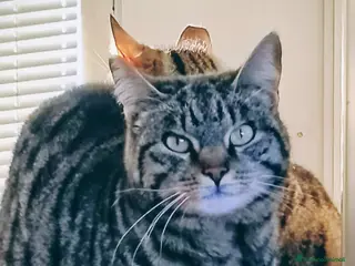 Meticcio gatti Regalo due bellissime gatte - Annuncio 3