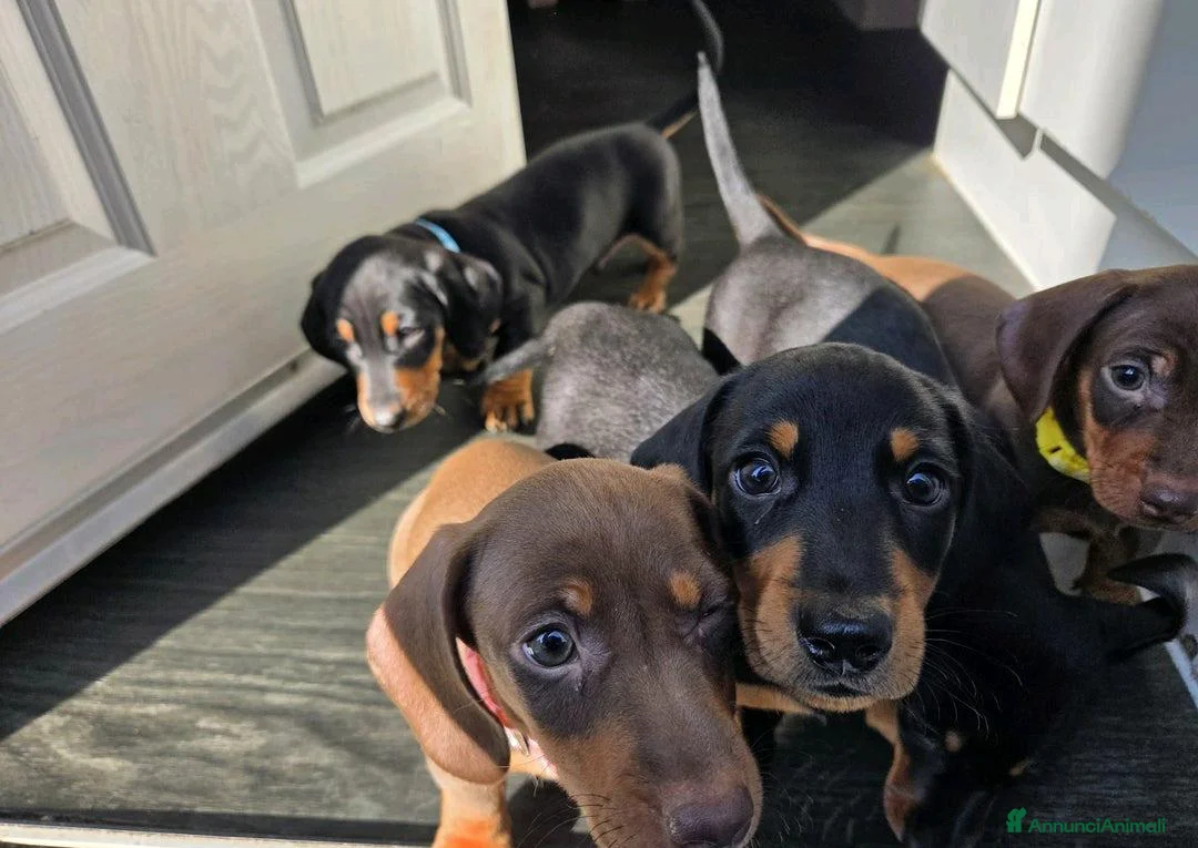 Bassotto cani in vendita: Bassotti nani maschi e femmine a Città metropolitana di Roma Capitale - Annuncio 3