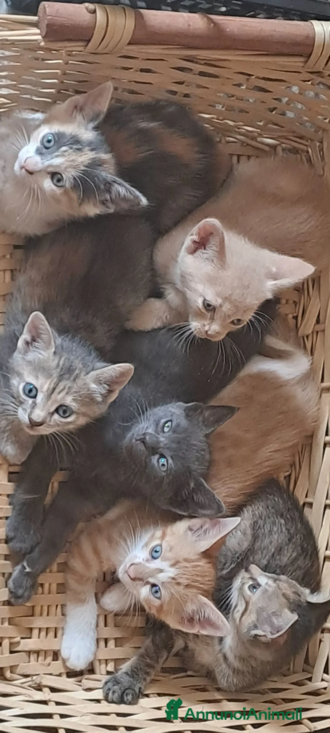 Altre razze gatti in regalo: Gattini cercano casa - Annuncio 10