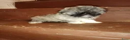 Shih Tzu cani in vendita: Splendidi cuccioli di Shih tzu - Annuncio 5