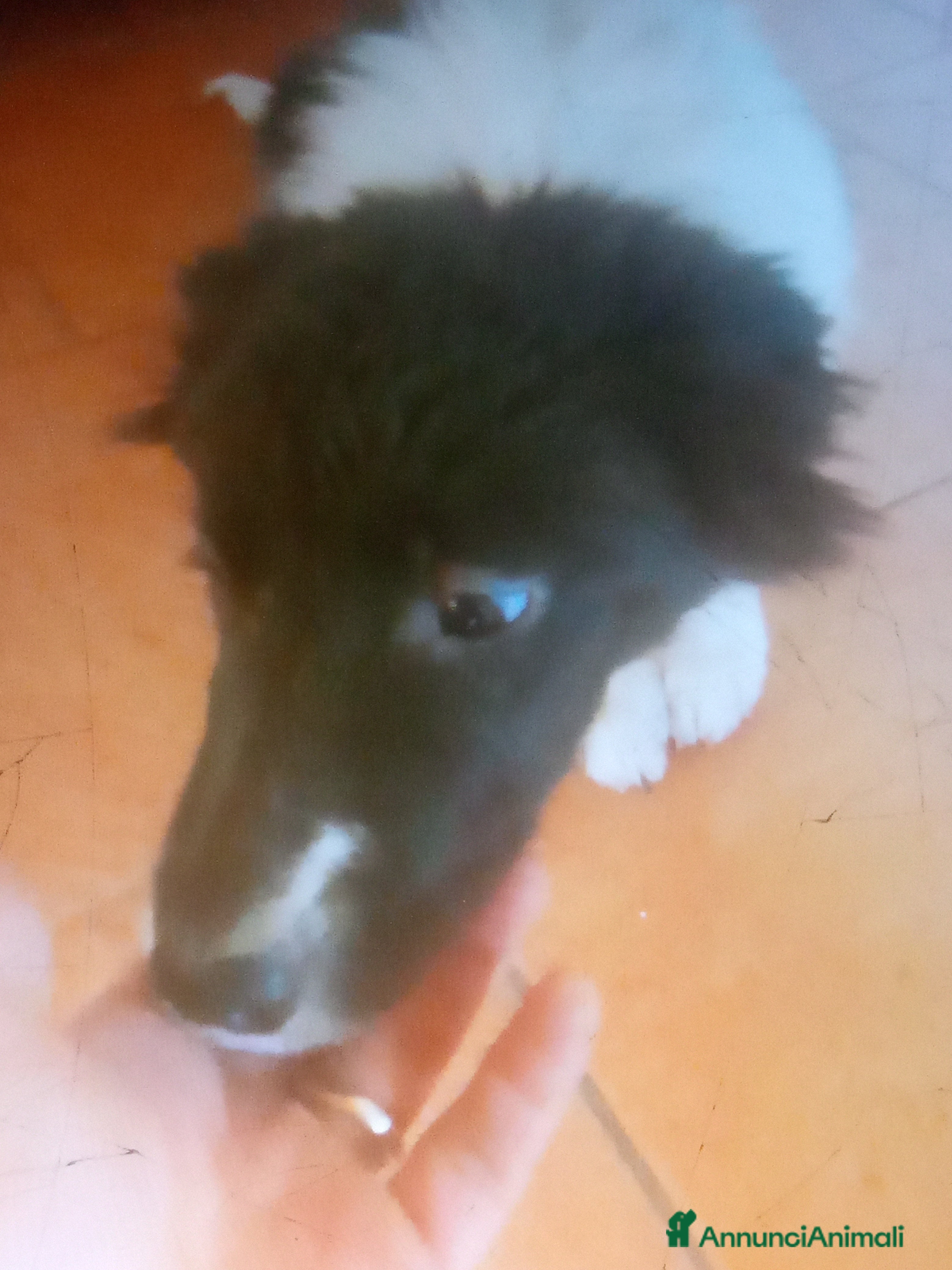 Border Collie cani Border collie - Annuncio 2