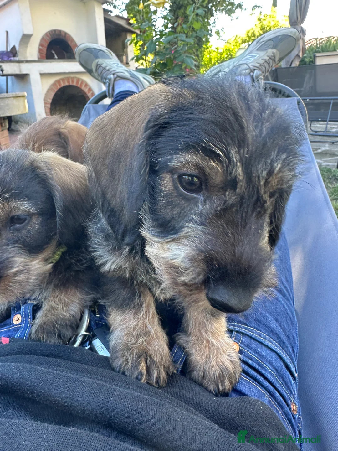Bassotto cani in vendita: Cucciolo di Bassotto Standard pelo Duro - Annuncio 13