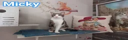 Europeo gatti in regalo: Affettuoso gattino da adottare, MICKY ! - Annuncio 1