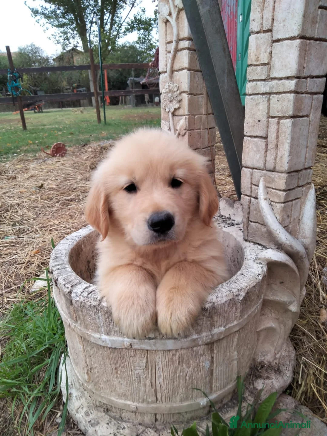 Golden Retriever cani in vendita: Ultimo Golden Retriever Maschio Disponibile - Annuncio 2