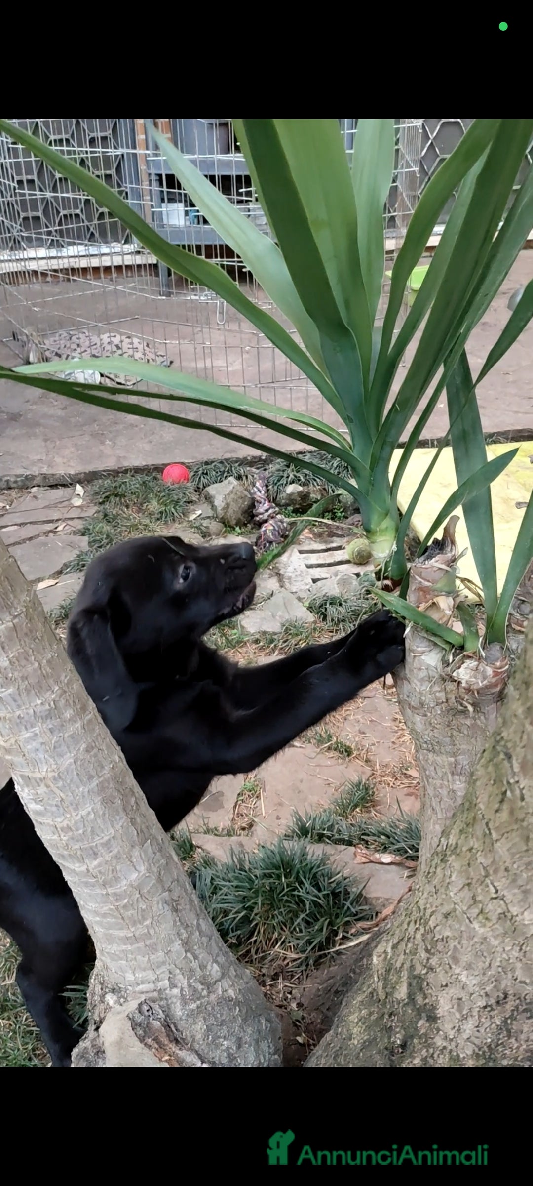 Labrador cani in vendita: Labrador  a Città metropolitana di Roma Capitale - Immagine 28