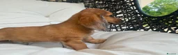 Bassotto Nano cani in vendita: Cucciolo di Bassotto Nano a Pelo Lungo a Città Metropolitana di Torino - Annuncio 2