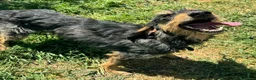 Segugio cani in regalo: Aramis 5 anni segugio - Annuncio 6