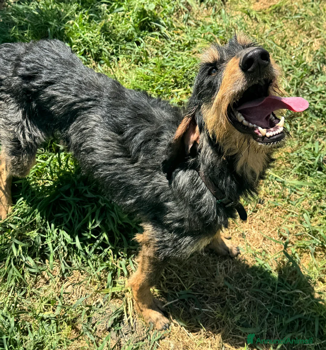 Segugio cani in regalo: Aramis 5 anni segugio - Annuncio 6
