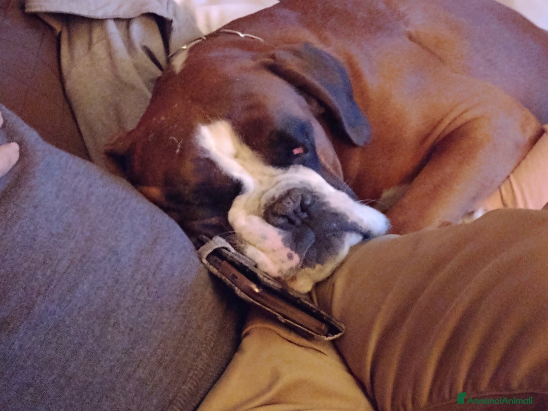 Boxer cani per accoppiamento: Boxer maschio fulvo per monta a Provincia di Pisa - Immagine 2