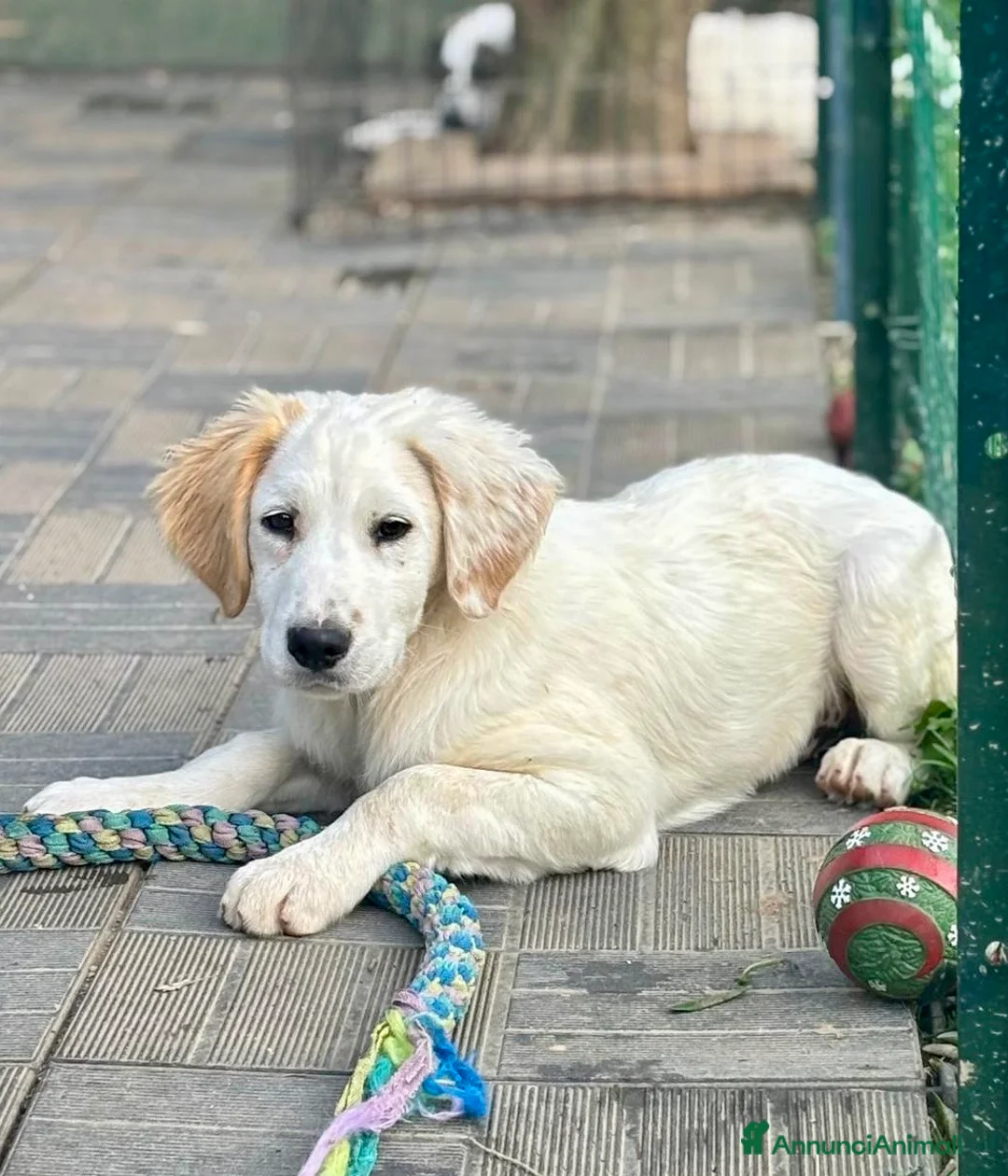 Meticcio cani in regalo: Bernie a Provincia di Savona - Annuncio 5