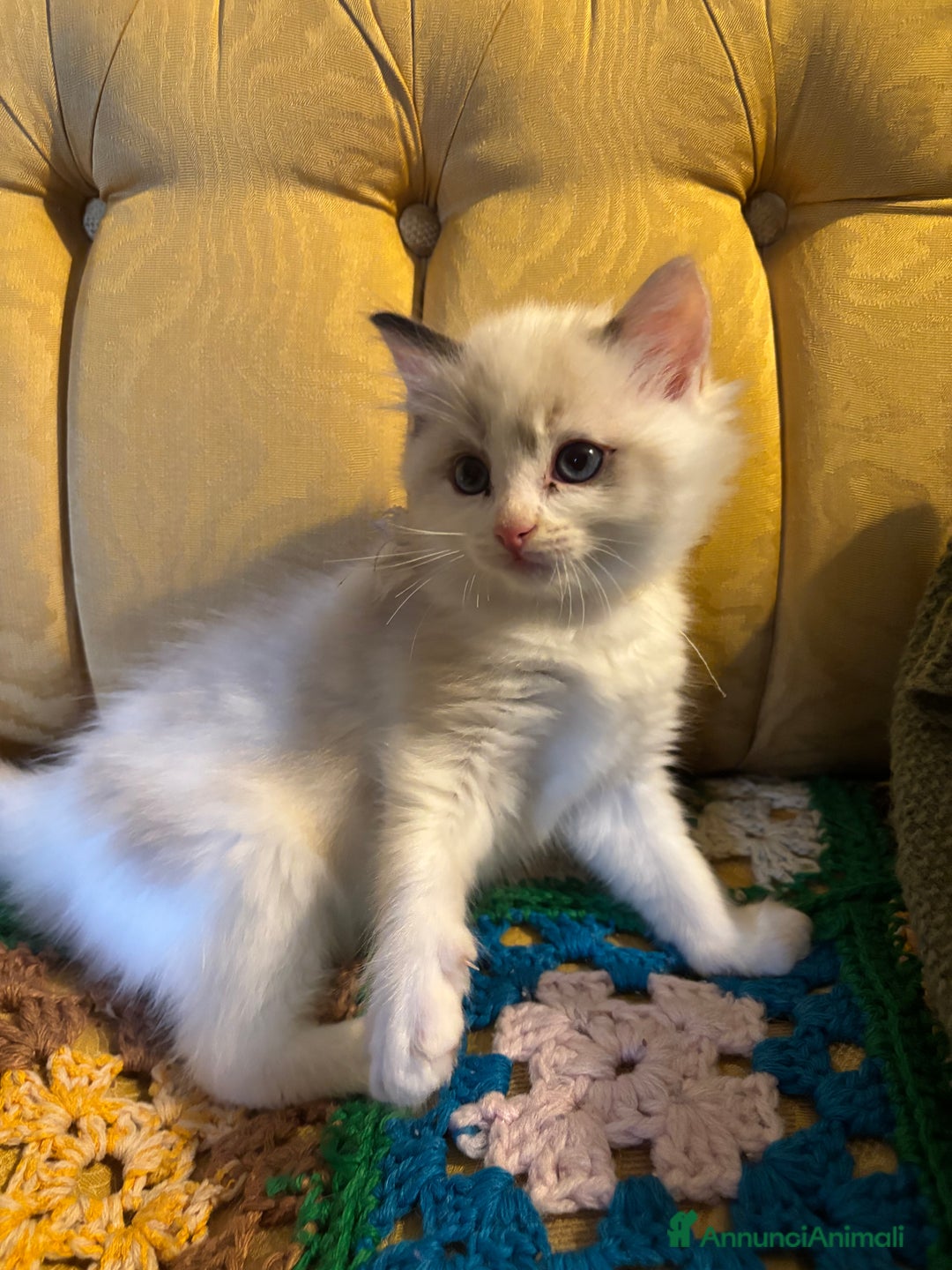 Ragdoll gatti in vendita: Splendidi gattini Ragdoll con pedigree  - Annuncio 6