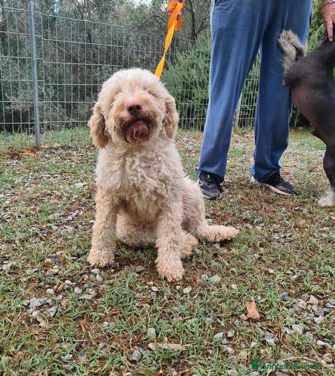 Lagotto cani in regalo: ISOTTA, dolcissima LAGOTTA cerca famiglia! - Annuncio 2