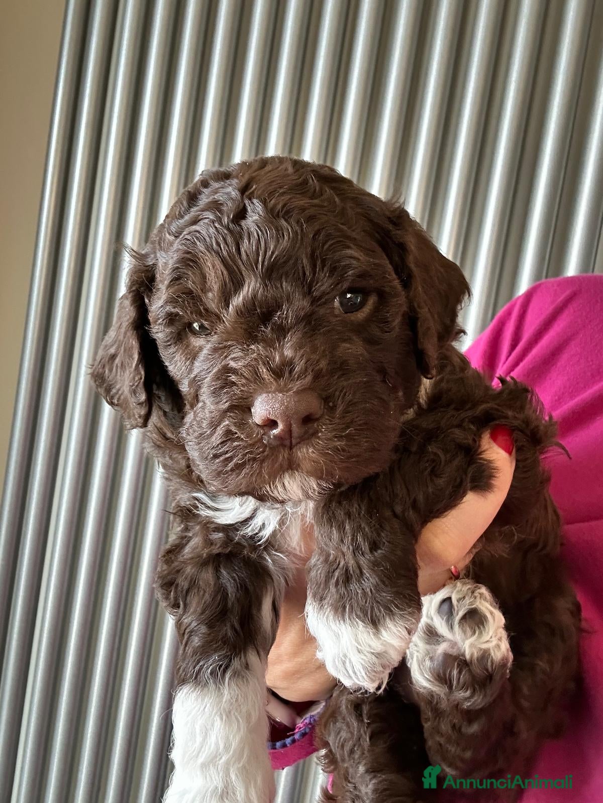 Lagotto cani Cuccioli Lagotto Romagnolo - Annuncio 13