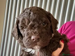 Lagotto cani Cuccioli Lagotto Romagnolo - Annuncio 1