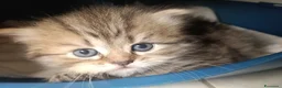Persiano gatti in vendita: CUCCIOLI PERSIANI FEMMINE - Annuncio 7