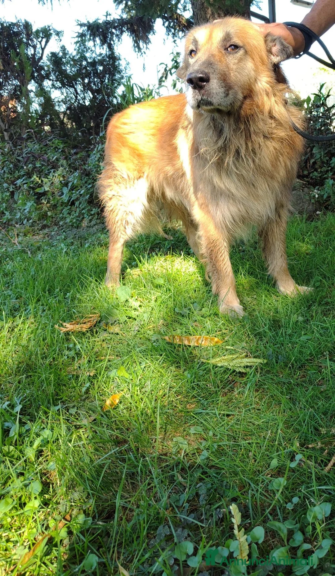 Meticcio cani in regalo: Argo, taglia media, cerca casa - Annuncio 2