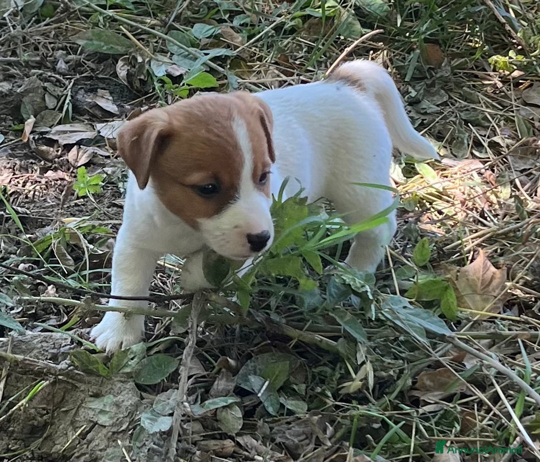 Jack Russell cani in vendita: Cuccioli jack russell  a Provincia di Reggio Emilia - Immagine 2