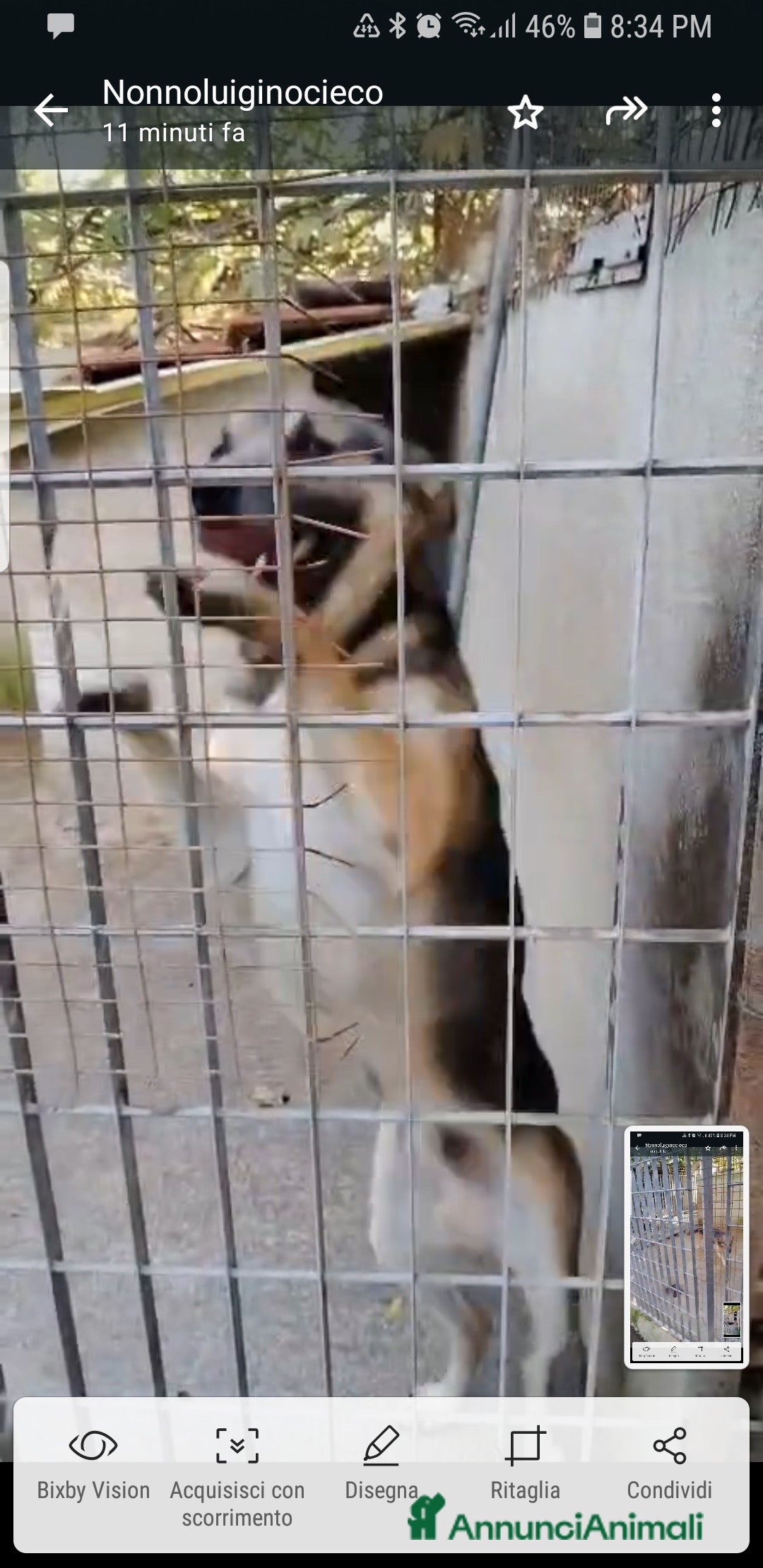 Meticcio cani ADOZ.DEL CUORE: povero lupo,piange, 2 anni in box - Annuncio 6