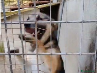 Meticcio cani ADOZ.DEL CUORE: povero lupo,piange, 2 anni in box - Annuncio 6