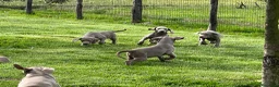 Weimaraner cani in vendita: Cuccioli weimaraner  - Annuncio 4