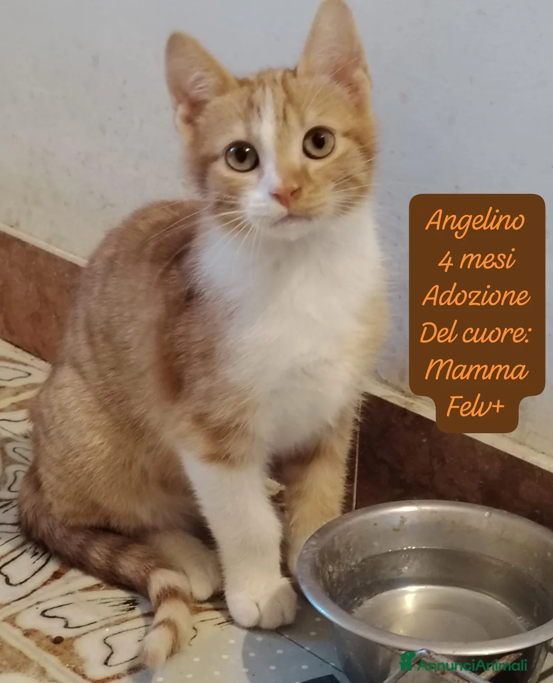 Europeo gatti in regalo: Gattini desiderosi di trovare famiglia  a Provincia di Prato - Annuncio 12