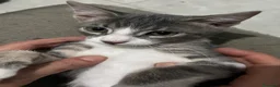 Meticcio gatti in regalo: Adozione gattini  - Annuncio 4