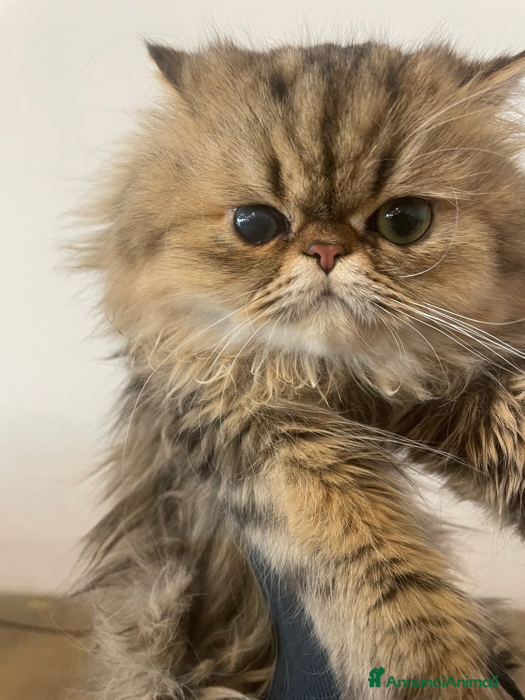 Persiano gatti in vendita: gatto persiano golden shaded con pedigree - Annuncio 4