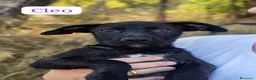 Meticcio cani in regalo:  Cleo - Annuncio 1
