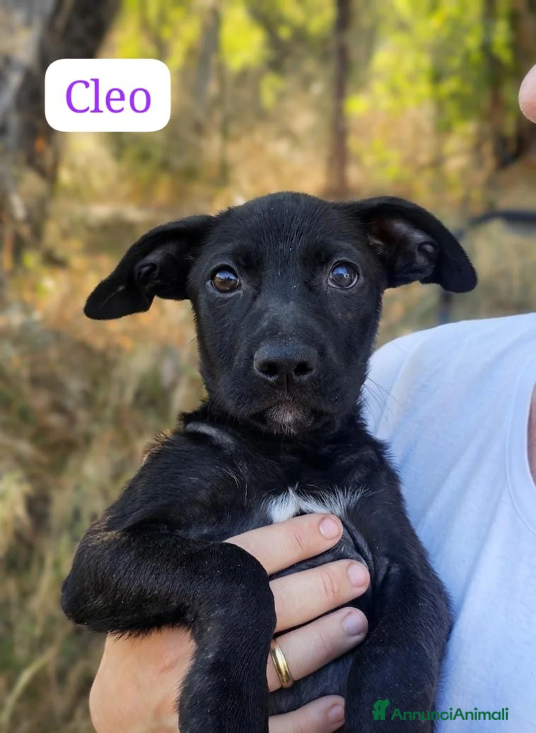 Meticcio cani in regalo:  Cleo - Annuncio 1