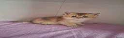 Scottish gatti in vendita: Gattini Scottish Straight  - Annuncio 16