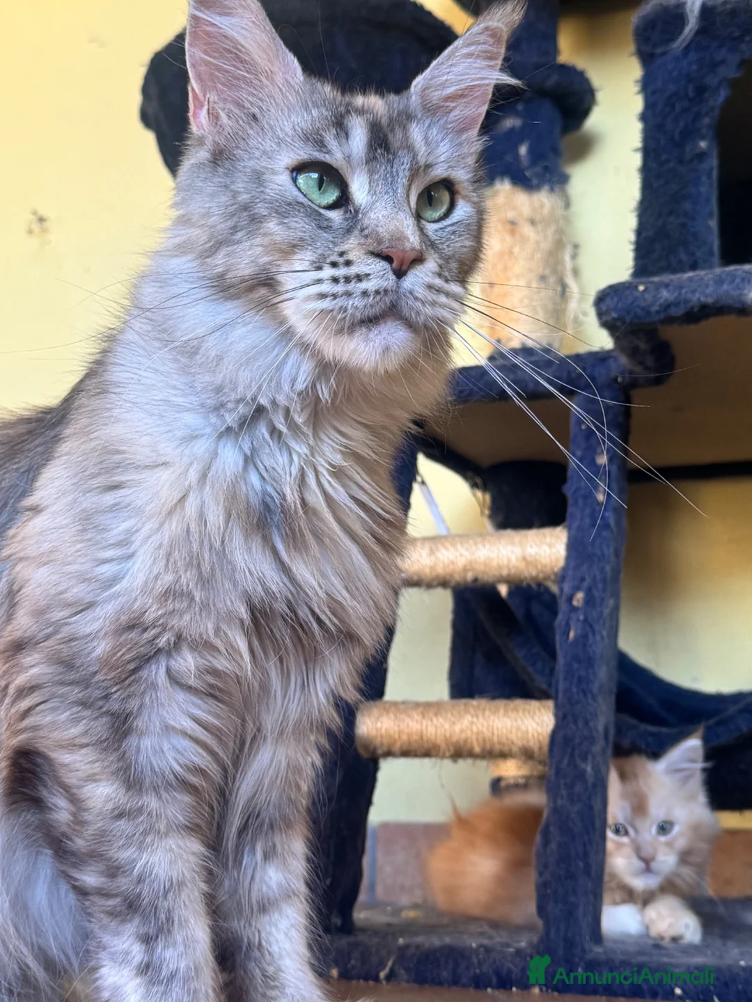 Maine Coon gatti in vendita: MAINE COON BLACK SOLID pedigree aperto, in 3 rate  - Annuncio 20