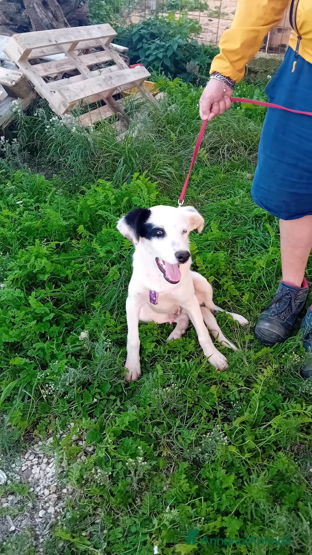 Altre razze cani in regalo: ice 4 mesi - Annuncio 3