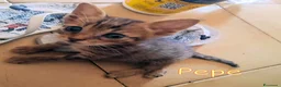 Europeo gatti in regalo:  PEPE DOLCISSIMO GATTINO DI DUE MESI - Annuncio 3