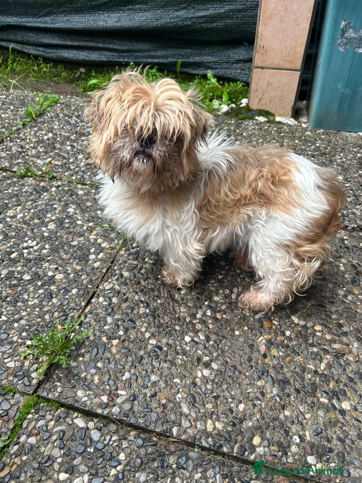 Shih Tzu cani Cleo cerca casa - Annuncio 1