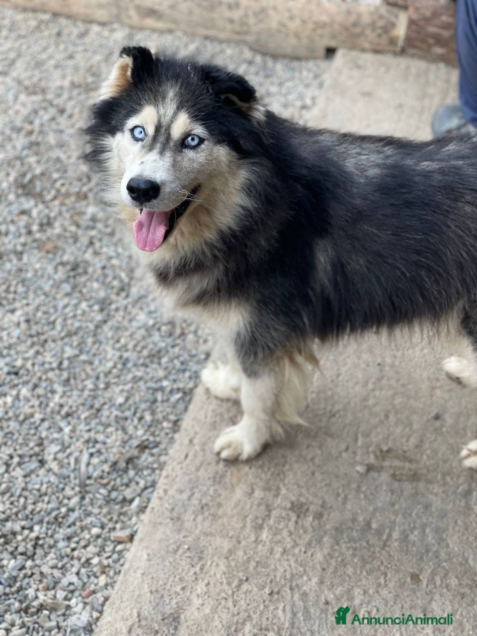 Alaskan Malamute cani Hashiko - Annuncio 1